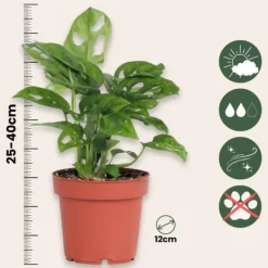 Online Monstera - Sæt med 2 - Monstera adansonii 'Monkey Mask' - Højde 25-30cm - ⌀12cm Krukkeplanter Indendørs