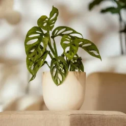 Online Monstera - Sæt med 2 - Monstera adansonii 'Monkey Mask' - Højde 25-30cm - ⌀12cm Krukkeplanter Indendørs
