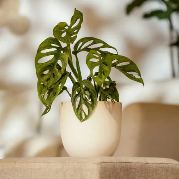 Online Monstera - Sæt med 2 - Monstera adansonii 'Monkey Mask' - Højde 25-30cm - ⌀12cm Krukkeplanter Indendørs