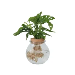 Clearance Monstera i vand - Monstera adansonii 'Monkey Mask' - Højde 25-35cm - ⌀20cm Krukkeplanter Indendørs