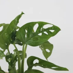 Clearance Monstera i vand - Monstera adansonii 'Monkey Mask' - Højde 25-35cm - ⌀20cm Krukkeplanter Indendørs