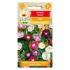 Outlet Morning Glory purple coneflower seed - hurtigtvoksende klatreplante med store blomster Frø