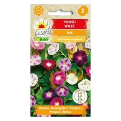 Outlet Morning Glory purple coneflower seed - hurtigtvoksende klatreplante med store blomster Frø
