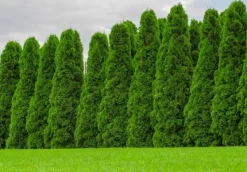 Online Multikomponent fjedergødning til thuja og nåletræer Emerald Complex 1,75 kg Gødningsmidler