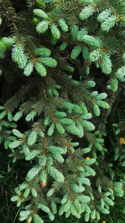 Hot Multikomponent fjedergødning til thuja og nåletræer Emerald Complex 4kg Gødningsmidler