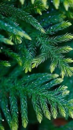 Hot Multikomponent fjedergødning til thuja og nåletræer Emerald Complex 4kg Gødningsmidler
