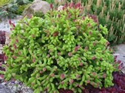 Hot Multikomponent fjedergødning til thuja og nåletræer Emerald Complex 4kg Gødningsmidler