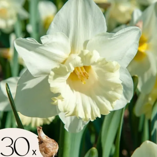 Frø^Narcisløg - Påskeliljer - Sæt med 30 - 'Mount Hood' - Blomsterløg - Hvid