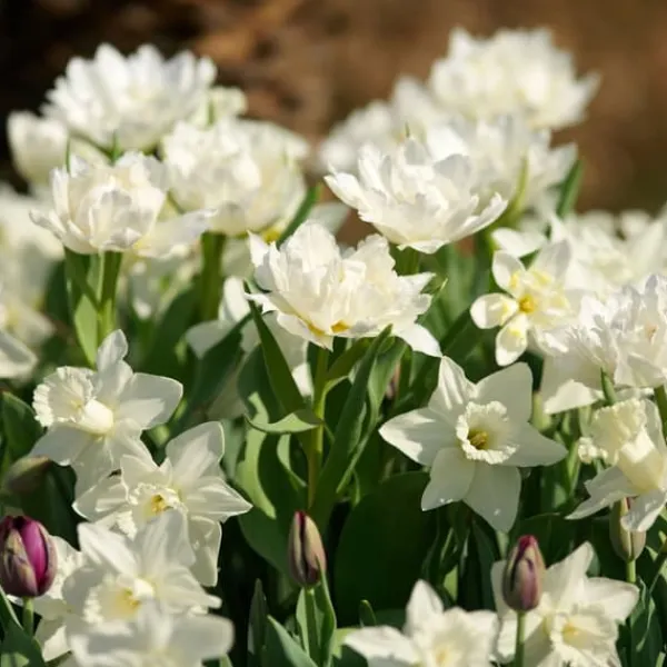 Frø^Narcisløg - Påskeliljer - Sæt med 30 - 'Mount Hood' - Blomsterløg - Hvid