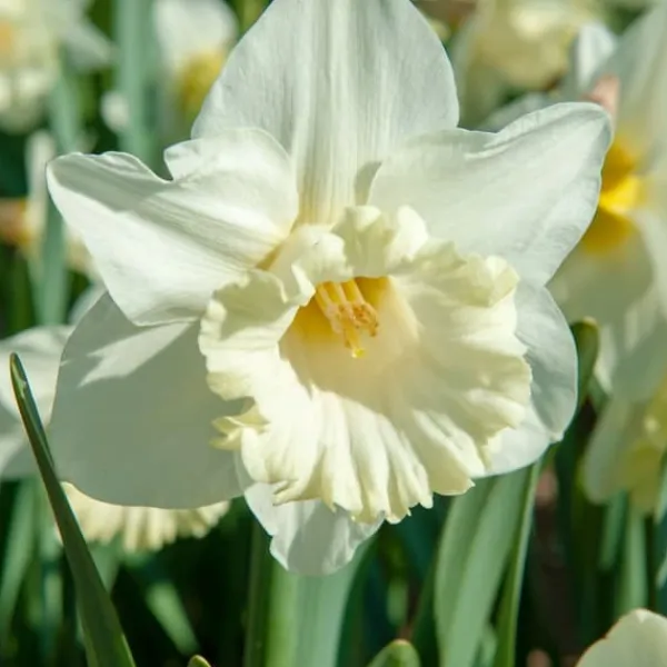 Frø^Narcisløg - Påskeliljer - Sæt med 30 - 'Mount Hood' - Blomsterløg - Hvid