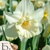 Best Narcisløg - Påskeliljer - Sæt x15 - Narcissus 'Mount Hood' - Blomsterløg - Gul Frø
