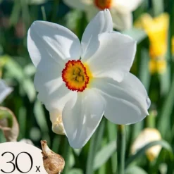 Discount Narcisløg - Påskeliljer - Sæt med 30 - Narcissus 'Recurvus' - Blomsterløg - Hvid Frø