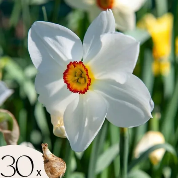 Discount Narcisløg - Påskeliljer - Sæt med 30 - Narcissus 'Recurvus' - Blomsterløg - Hvid Frø