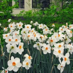 Discount Narcisløg - Påskeliljer - Sæt med 30 - Narcissus 'Recurvus' - Blomsterløg - Hvid Frø