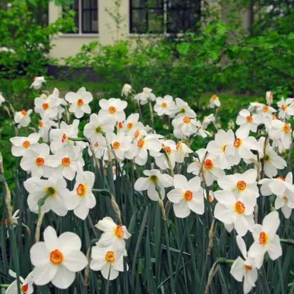 Discount Narcisløg - Påskeliljer - Sæt med 30 - Narcissus 'Recurvus' - Blomsterløg - Hvid Frø