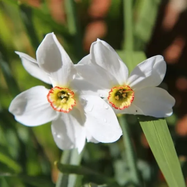 Discount Narcisløg - Påskeliljer - Sæt med 30 - Narcissus 'Recurvus' - Blomsterløg - Hvid Frø