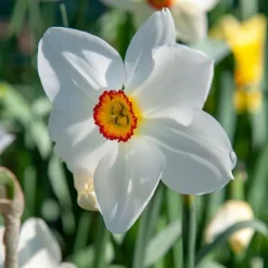 Discount Narcisløg - Påskeliljer - Sæt med 30 - Narcissus 'Recurvus' - Blomsterløg - Hvid Frø