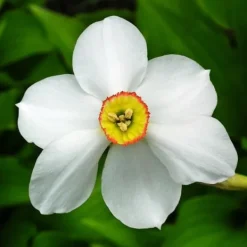 Discount Narcisløg - Påskeliljer - Sæt med 30 - Narcissus 'Recurvus' - Blomsterløg - Hvid Frø