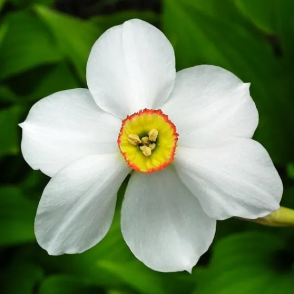 Discount Narcisløg - Påskeliljer - Sæt med 30 - Narcissus 'Recurvus' - Blomsterløg - Hvid Frø