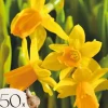 Frø^Narcisløg - Påskeliljer - Sæt x50 - Narcissus 'Tête-à-Tête' - Blomsterløg - Gul