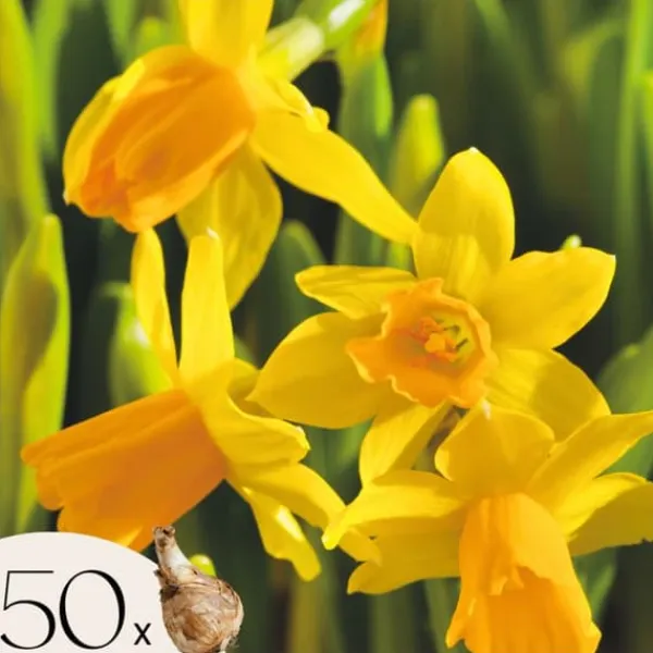 Frø^Narcisløg - Påskeliljer - Sæt x50 - Narcissus 'Tête-à-Tête' - Blomsterløg - Gul