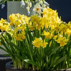 Frø^Narcisløg - Påskeliljer - Sæt x50 - Narcissus 'Tête-à-Tête' - Blomsterløg - Gul
