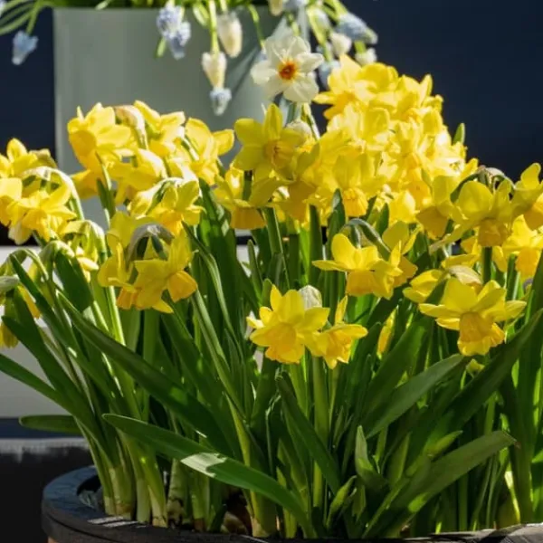 Frø^Narcisløg - Påskeliljer - Sæt x50 - Narcissus 'Tête-à-Tête' - Blomsterløg - Gul