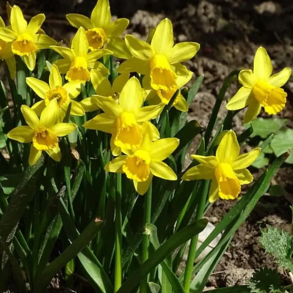 Frø^Narcisløg - Påskeliljer - Sæt x50 - Narcissus 'Tête-à-Tête' - Blomsterløg - Gul
