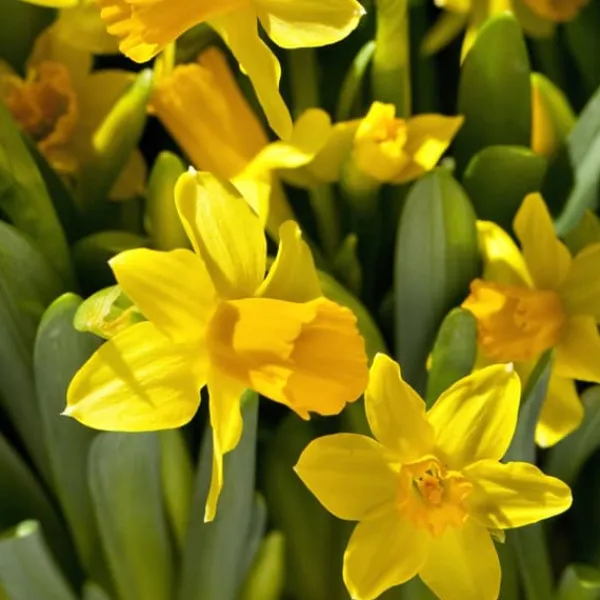Frø^Narcisløg - Påskeliljer - Sæt x50 - Narcissus 'Tête-à-Tête' - Blomsterløg - Gul