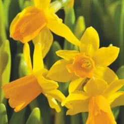 Frø^Narcisløg - Påskeliljer - Sæt x50 - Narcissus 'Tête-à-Tête' - Blomsterløg - Gul