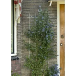 Hot NATUR Rektangulärt galvaniserat ståltrådsnät 42,5xH145cm - Grön Buer, Spalier, Lysthuse Uden Tag