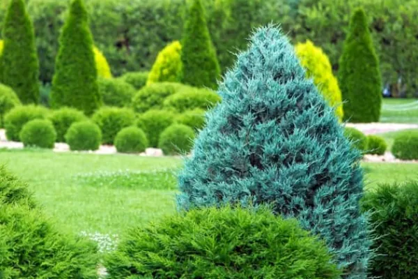 Gødningsmidler^Nåletrægødning Thuja Granulat Havestart 2kg
