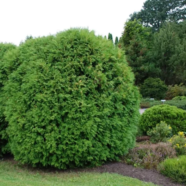 Gødningsmidler^Nåletrægødning Thuja Granulat Havestart 2kg