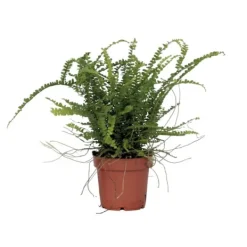 Krukkeplanter Indendørs^Nyrebregne - Nephrolepis Duffii - Højde 25-40cm - Pot 12cm