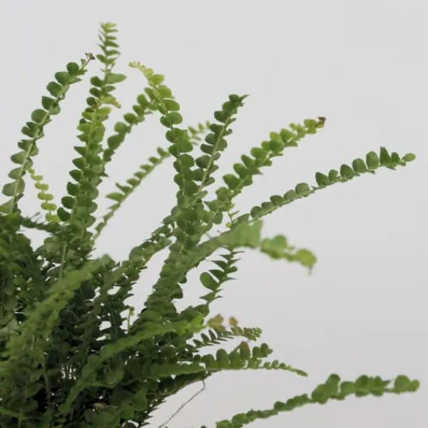 Krukkeplanter Indendørs^Nyrebregne - Nephrolepis Duffii - Højde 25-40cm - Pot 12cm