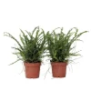 Krukkeplanter Indendørs^Nyrebregne - Sæt med 2 - Nephrolepis 'Duffii' - Højde 25-40cm - ⌀12cm