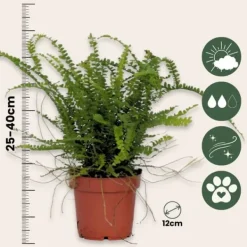 Krukkeplanter Indendørs^Nyrebregne - Sæt med 2 - Nephrolepis 'Duffii' - Højde 25-40cm - ⌀12cm