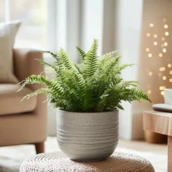 Krukkeplanter Indendørs^Nyrebregne - Sæt med 2 - Nephrolepis 'Duffii' - Højde 25-40cm - ⌀12cm