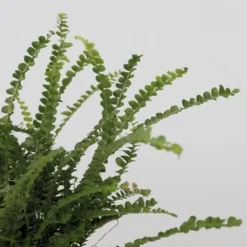 Krukkeplanter Indendørs^Nyrebregne - Sæt med 2 - Nephrolepis 'Duffii' - Højde 25-40cm - ⌀12cm