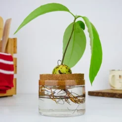 Kit Til Plante- & Urtedyrkning^Odlingskit Avocado, Gift Republic Ltd.