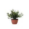 Træ^Olea bonsai i skala - Olea europaea - Højde 30-40cm - ⌀21cm