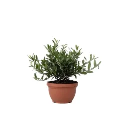 Træ^Olea bonsai i skala - Olea europaea - Højde 30-40cm - ⌀21cm