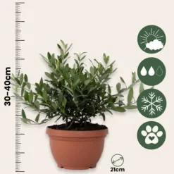 Træ^Olea bonsai i skala - Olea europaea - Højde 30-40cm - ⌀21cm