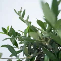 Træ^Olea bonsai i skala - Olea europaea - Højde 30-40cm - ⌀21cm