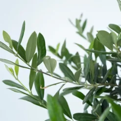 Træ^Olea bonsai i skala - Olea europaea - Højde 30-40cm - ⌀21cm