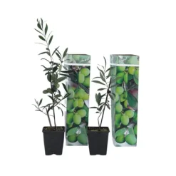 Træ^Olivenbusk - Sæt med 2 - Olea europaea - Højde 25-40cm - ⌀9cm