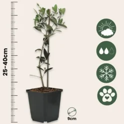Træ^Olivenbusk - Sæt med 2 - Olea europaea - Højde 25-40cm - ⌀9cm