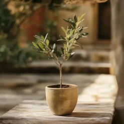 Træ^Olivenbusk - Sæt med 2 - Olea europaea - Højde 25-40cm - ⌀9cm