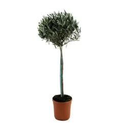 Træ^Oliventræ - Olea europaea - Højde 155-170cm - ⌀19cm