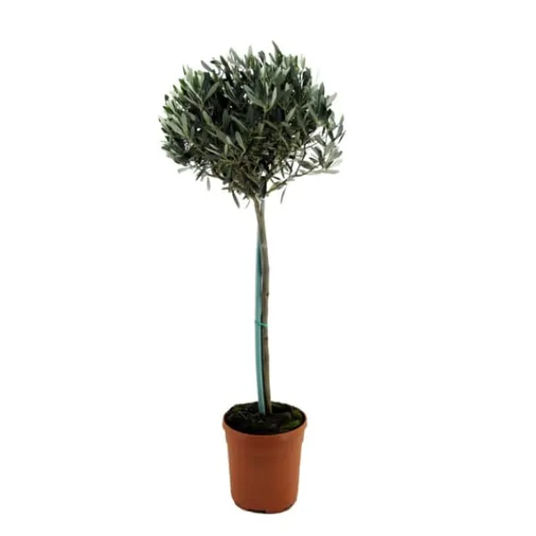Træ^Oliventræ - Olea europaea - Højde 155-170cm - ⌀19cm
